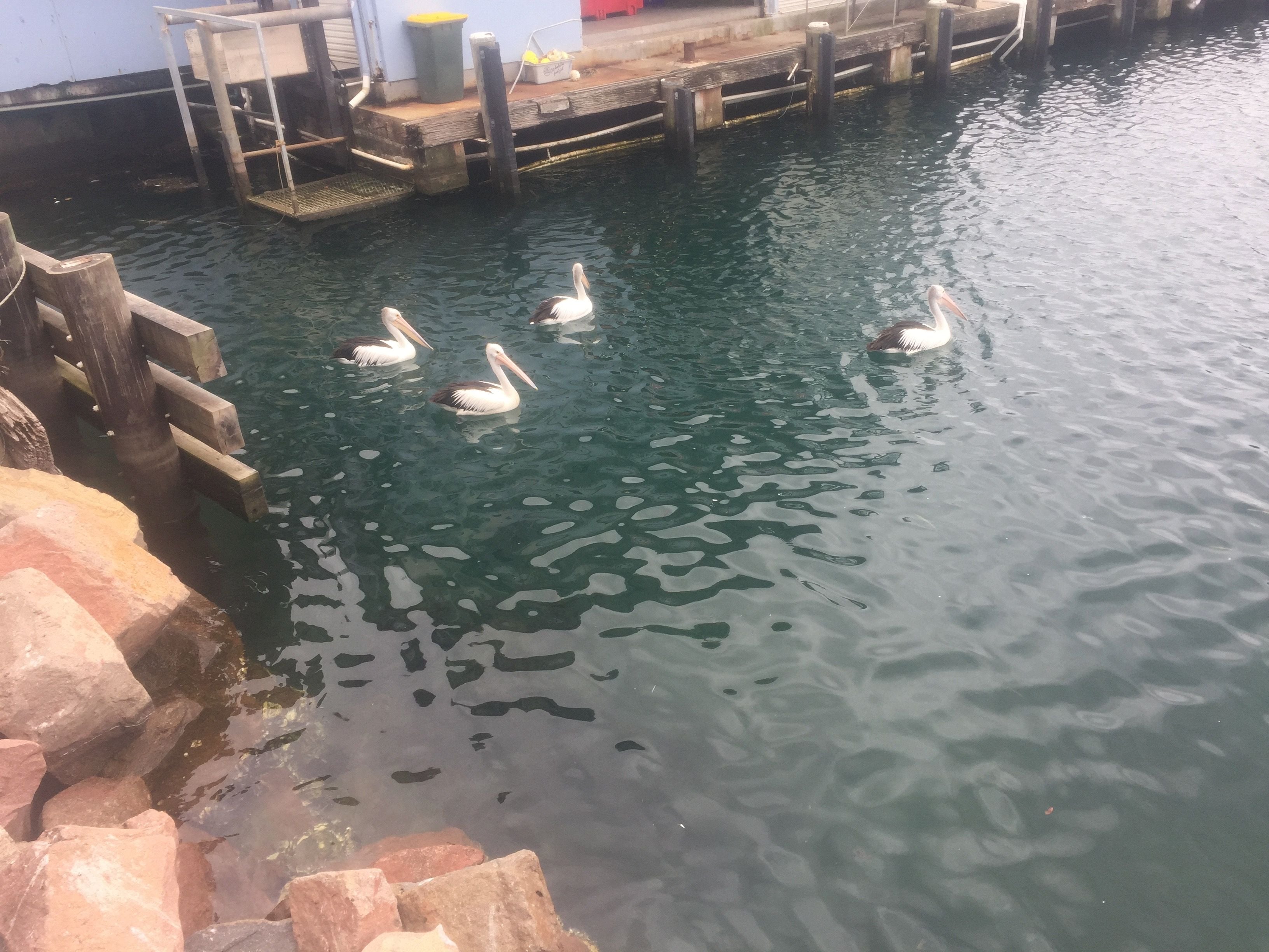 Newcastle Explorer Image -5a98ebf45f682